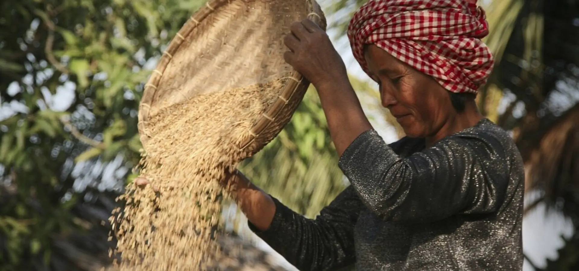 Rice g35c7625f2 1280
