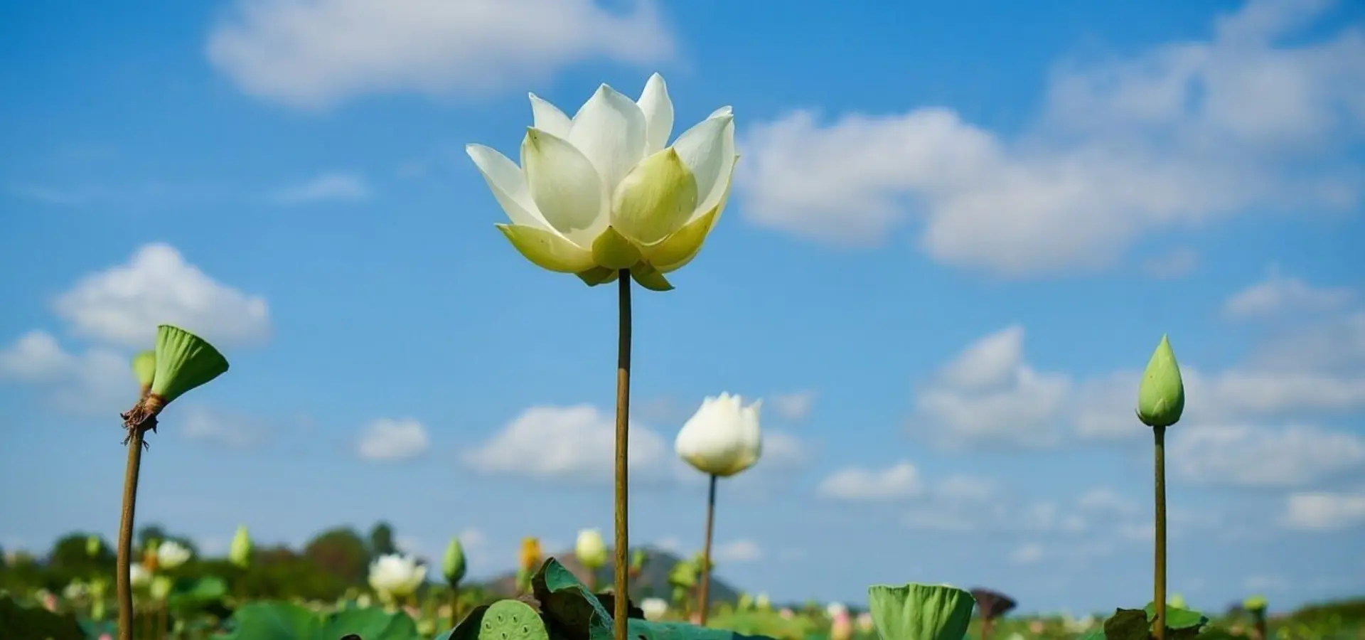 Lotus ga96f2b274 1280