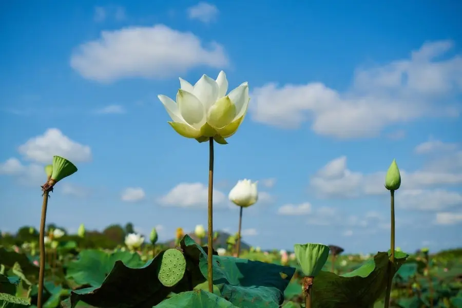 Lotus ga96f2b274 1280