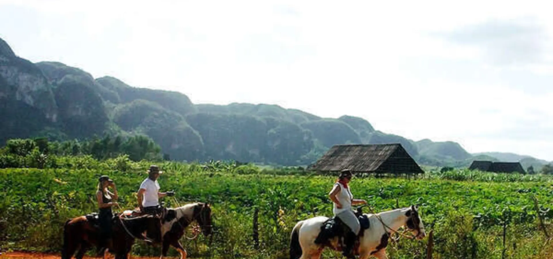 Horse riding trails through western cuba 114
