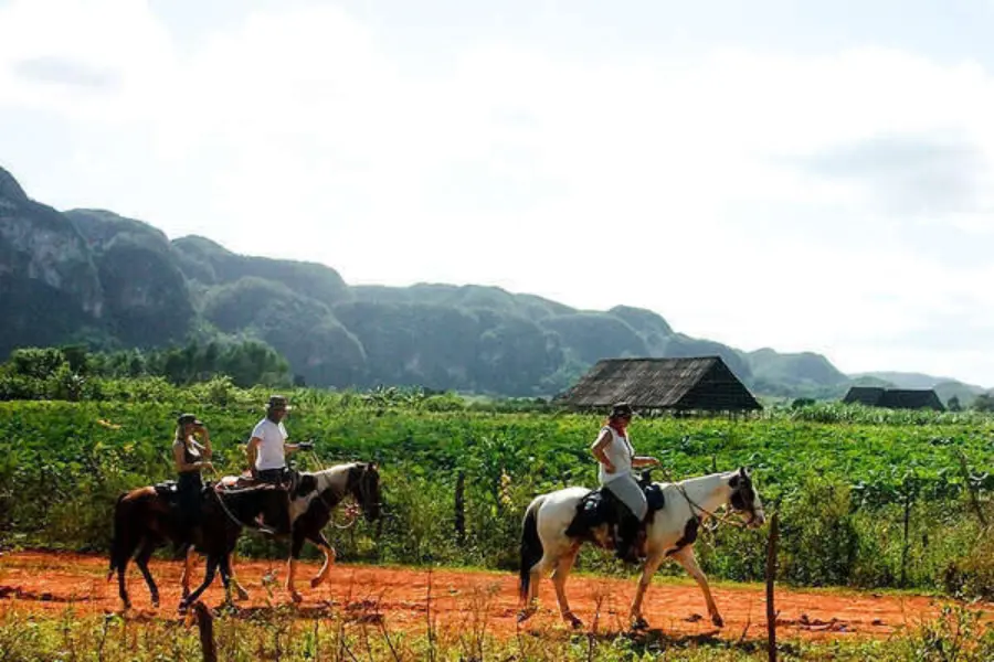 Horse riding trails through western cuba 114