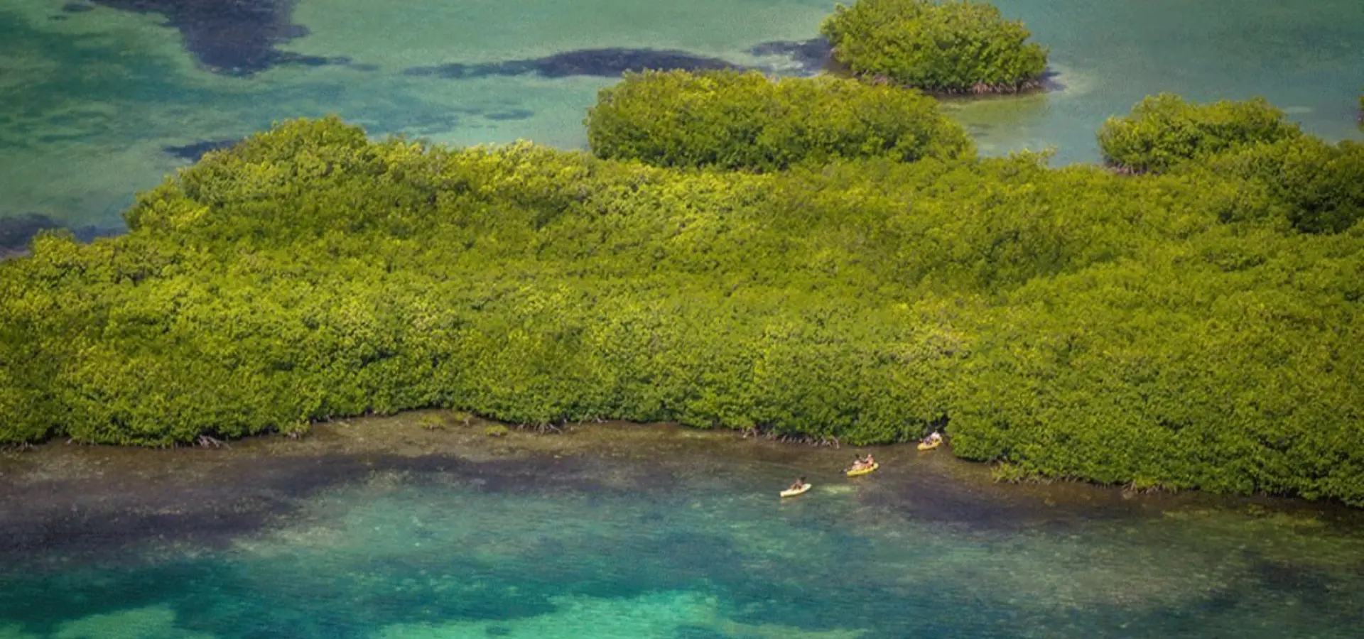 Kajakken tussen de mangroves