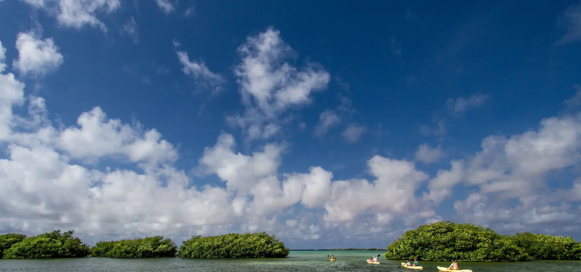 Kajakken door de mangroves