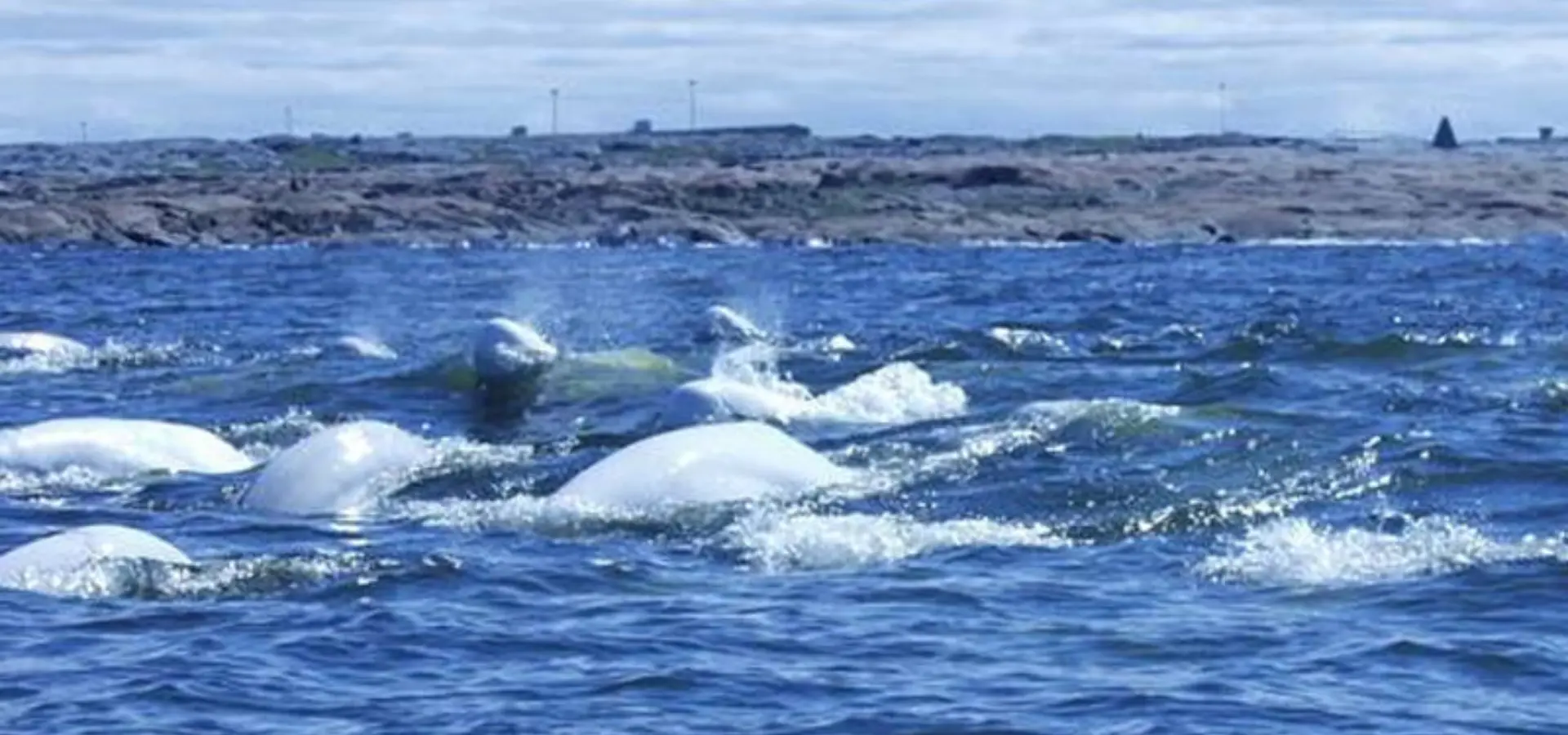 Lazy bear lodge beluga whale boat tour 3