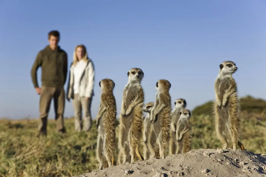 Meerkatrs027d