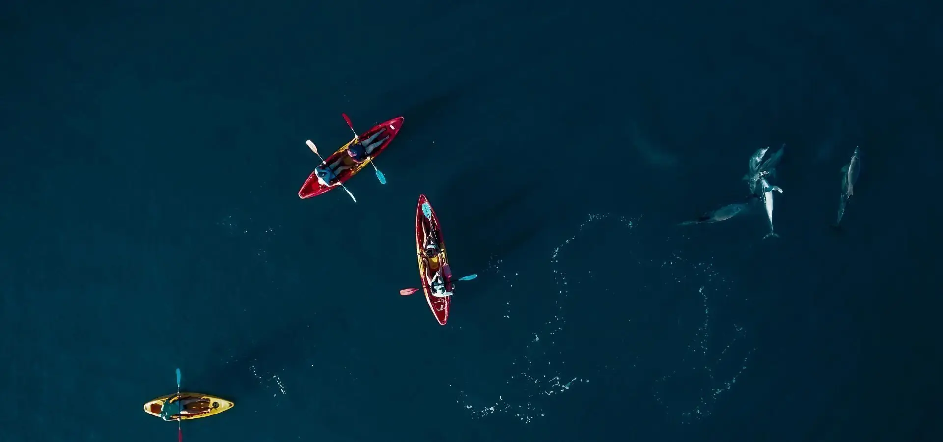 Kayaking with dolphins 4
