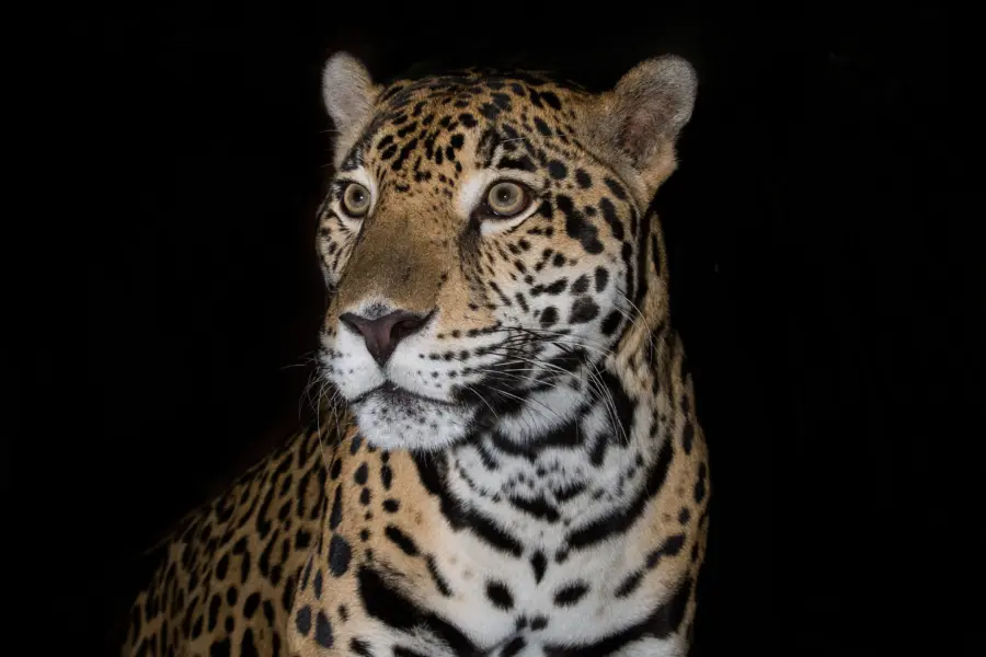 Shutterstock 322368809