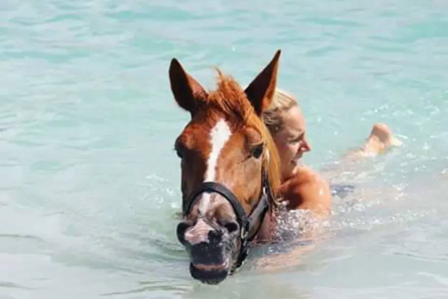 Horse ranch bonaire