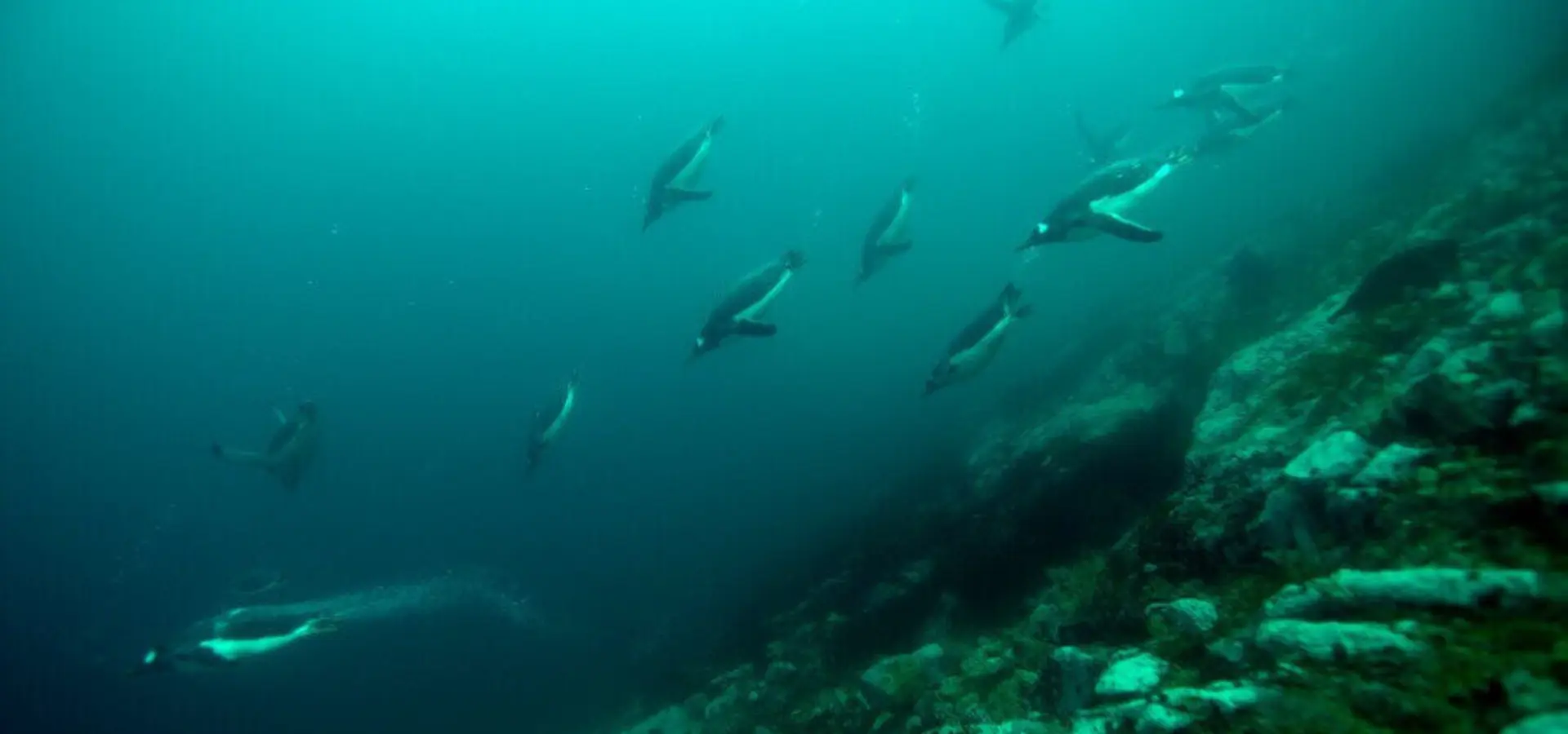 Poolduiken met pinguins
