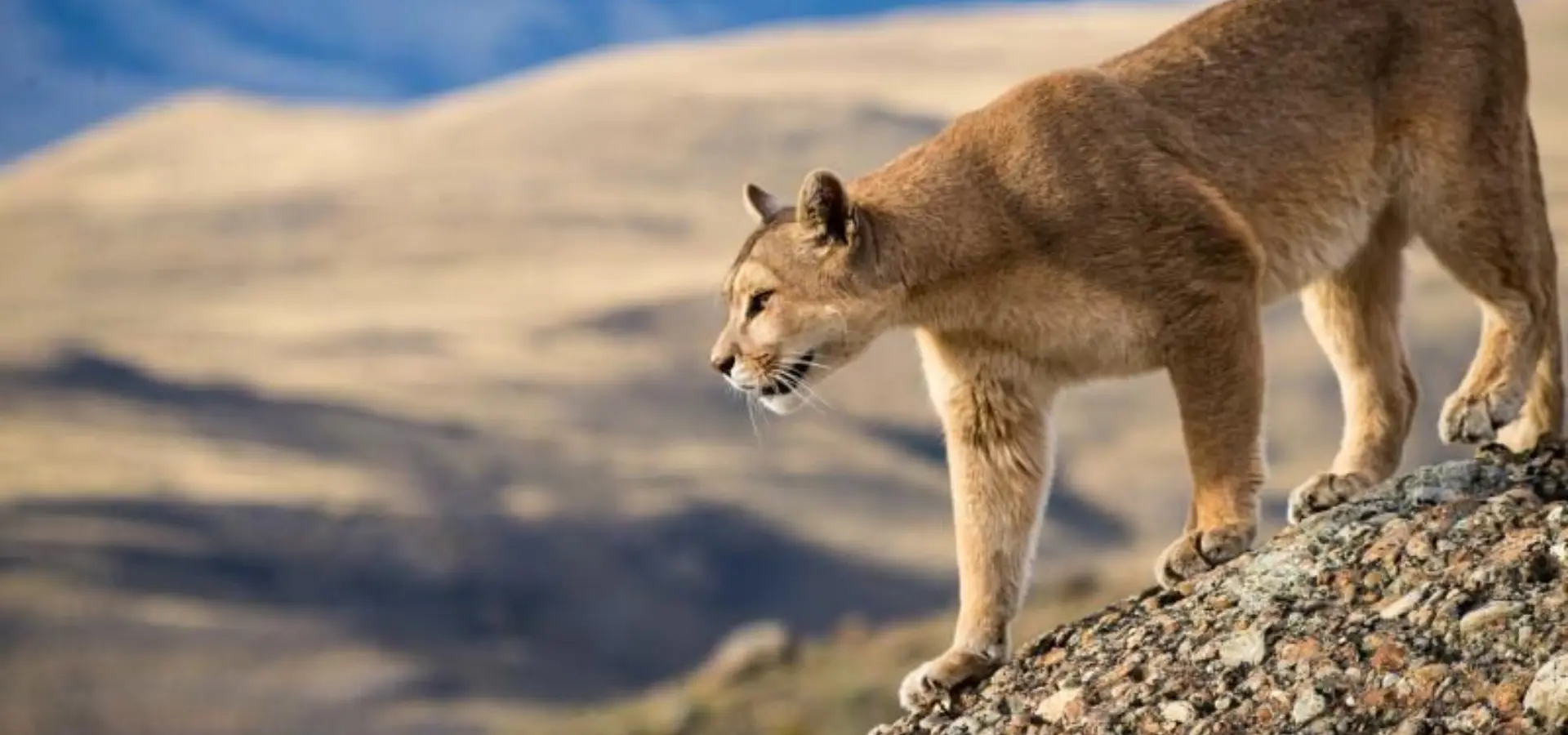Ecocamp puma tracking