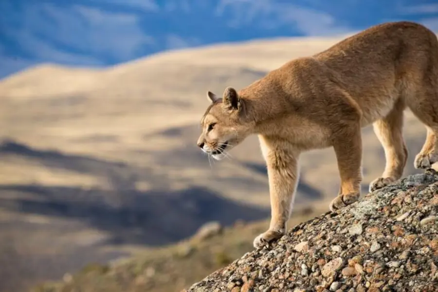 Ecocamp puma tracking
