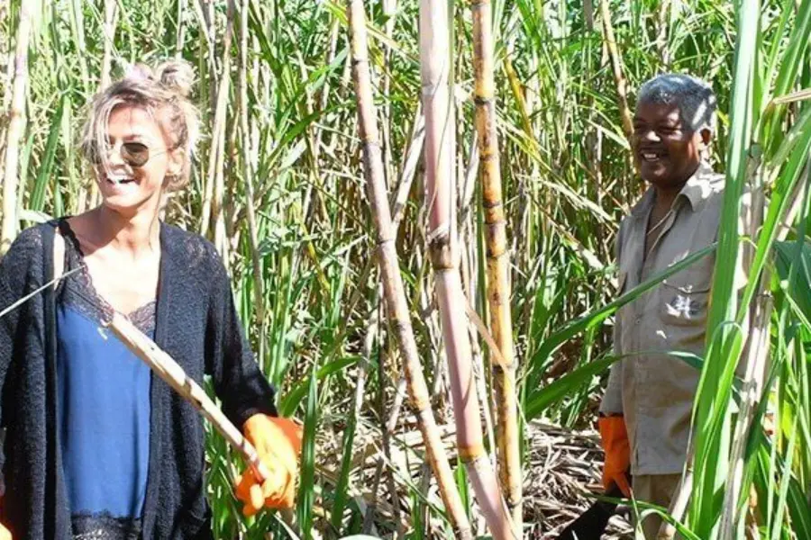Cane cutting experience ads