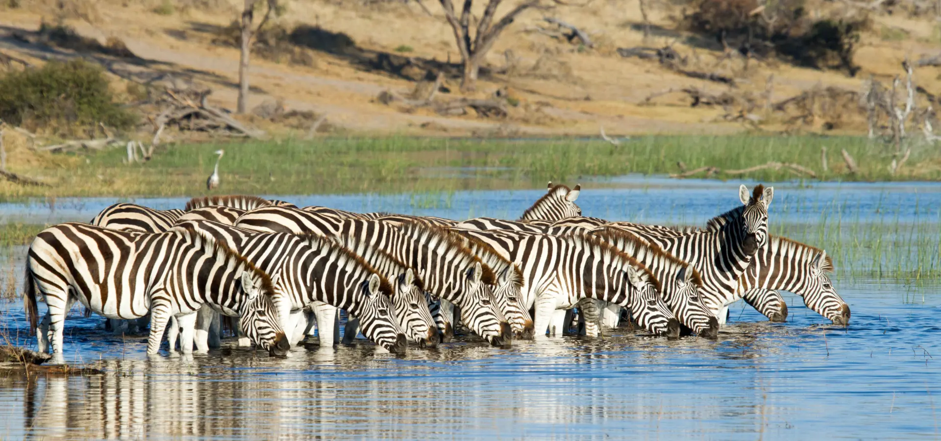 Leroo la tau wildlife 9248