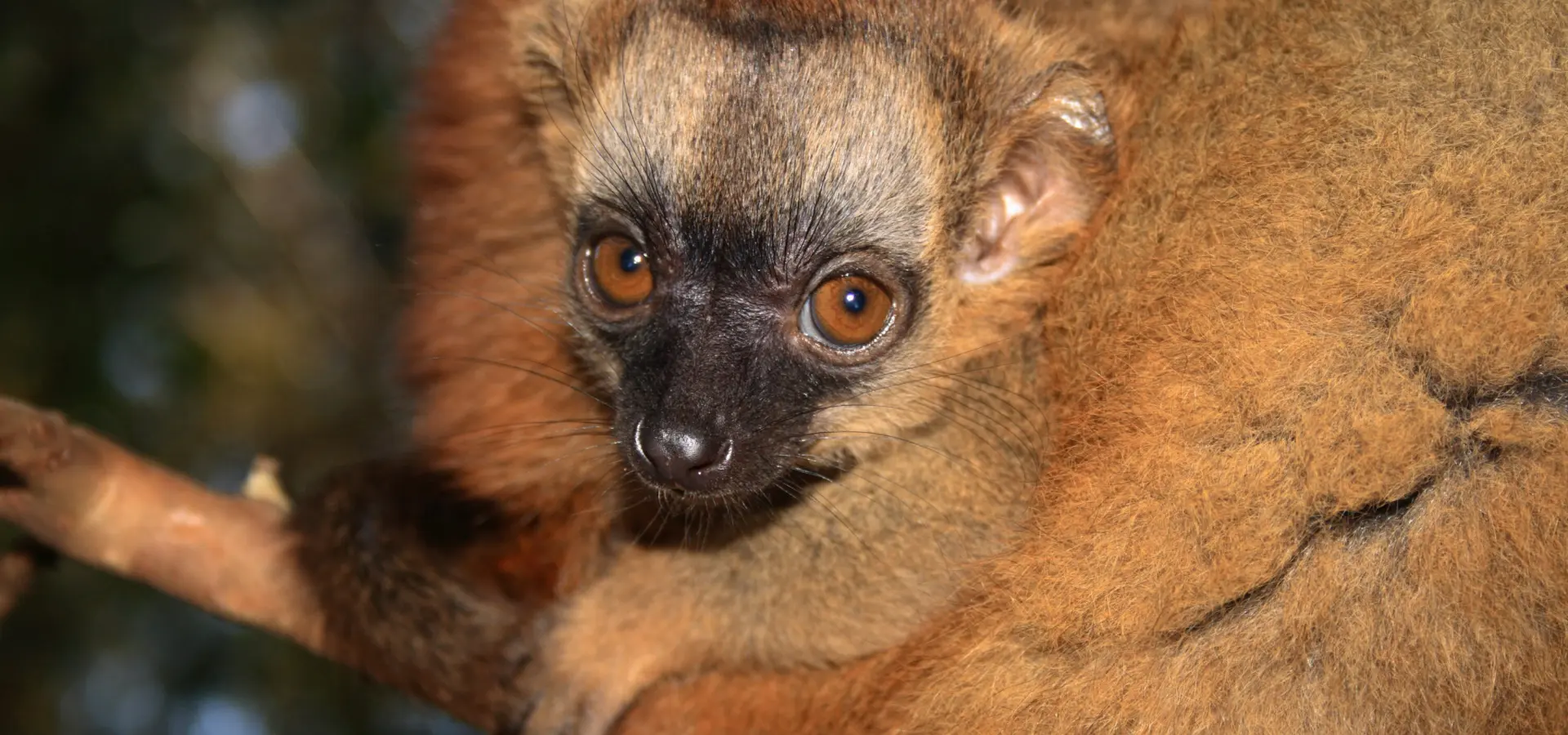1780919354285 brown lemur 002