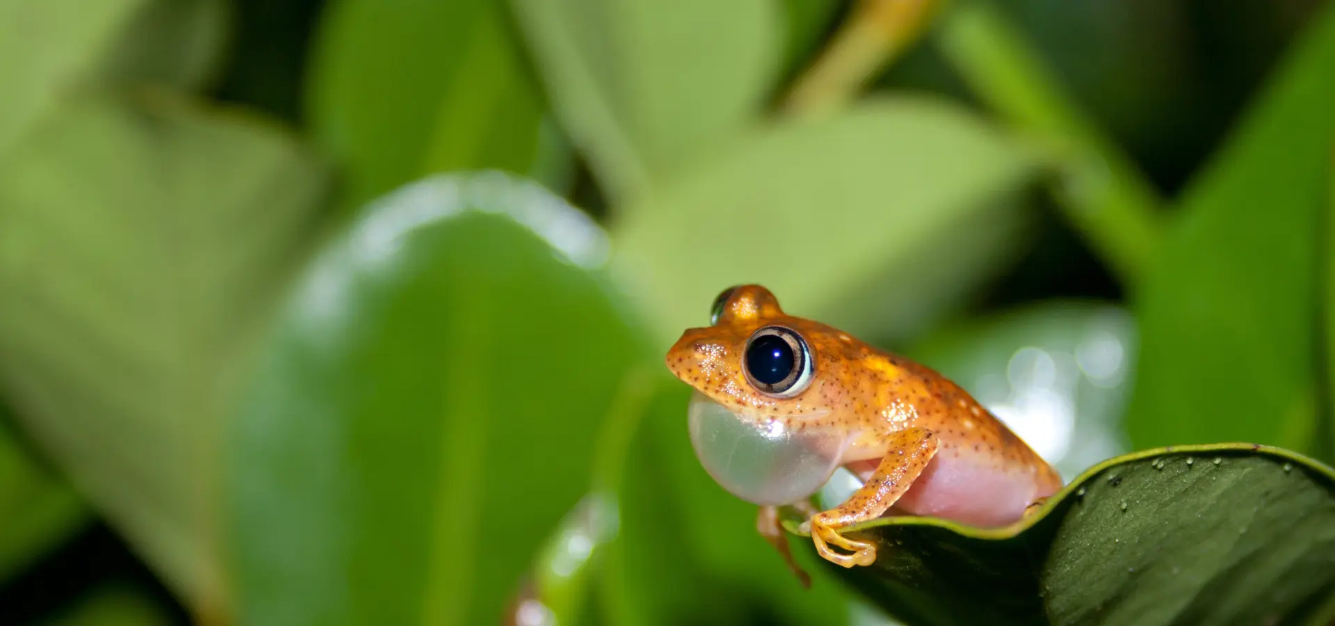 1780919354283 boophis veridis