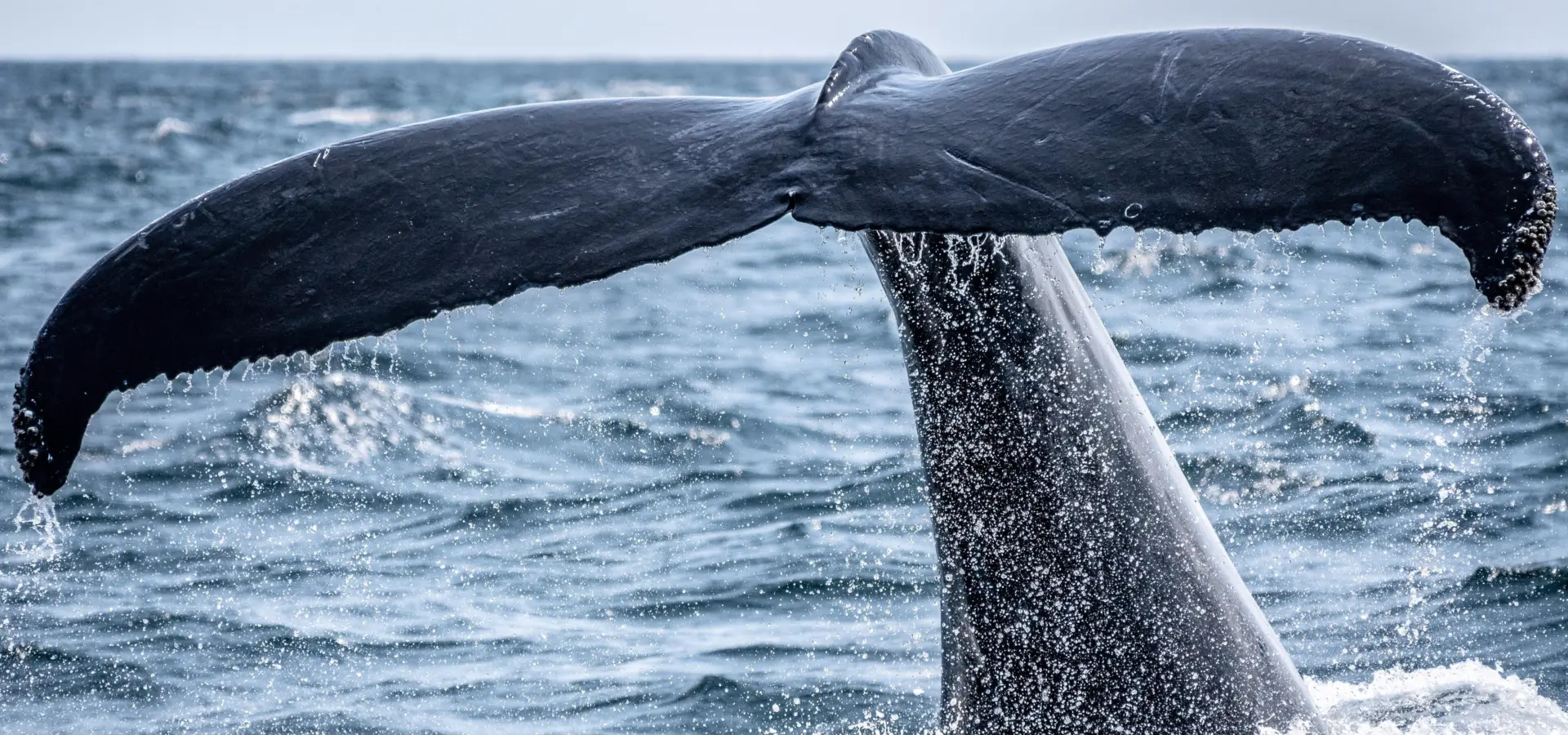 Richard sagredo zc2pwf4jthc unsplash 1