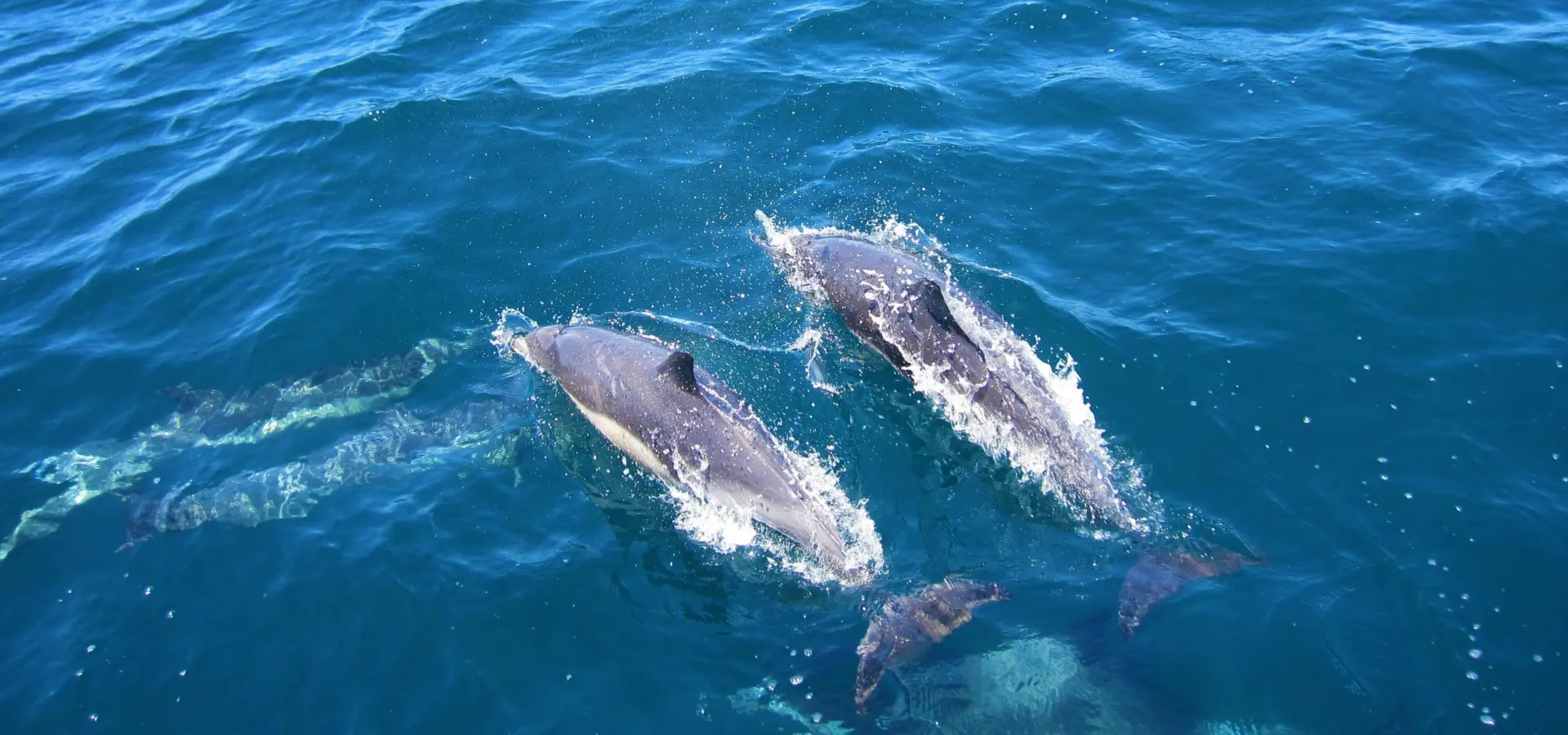 Tammi baliszewski flof4xcxxw8 unsplash 1