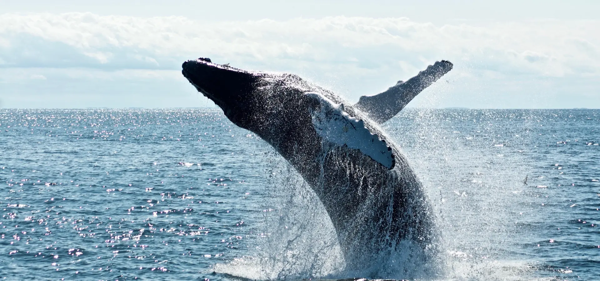 Todd cravens qnbrjy nfus unsplash