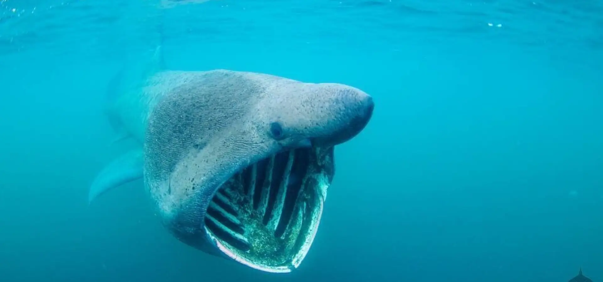 Basking shark 1060 600 70 imageslogontext png 0 0 30 r b 10 10 s c1 c c