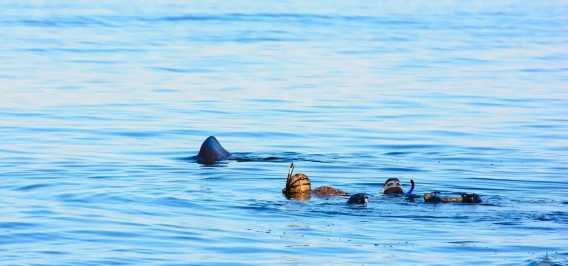 Ban divers fin 1060 600 70 imageslogontext png 0 0 30 r b 10 10 s c1 c c