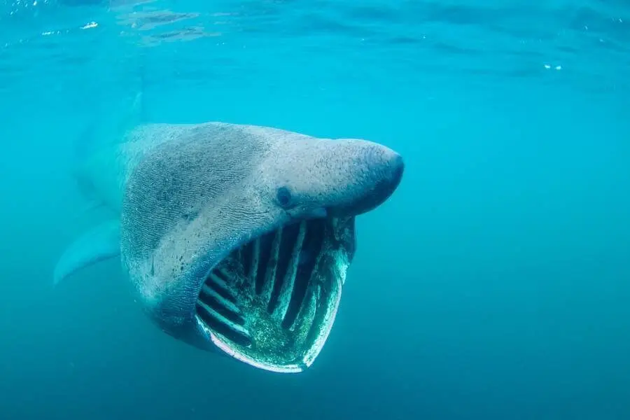 Basking shark 1060 600 70 imageslogontext png 0 0 30 r b 10 10 s c1 c c