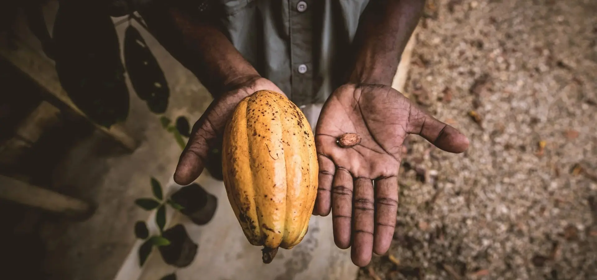 1761731878051schermopname29 10 2025105721www copaltreelodge com