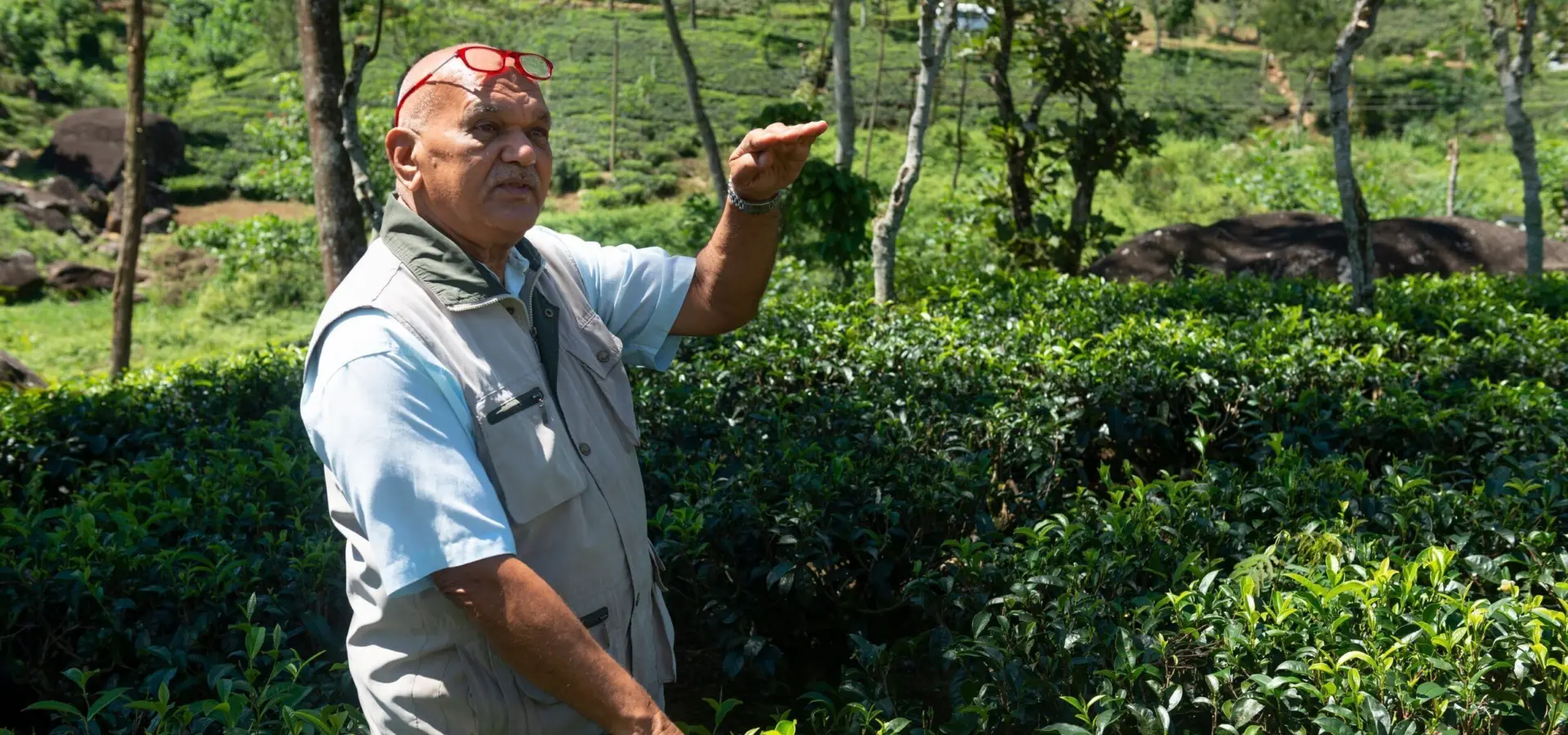 Sri lanka ceylon tea trails planter1