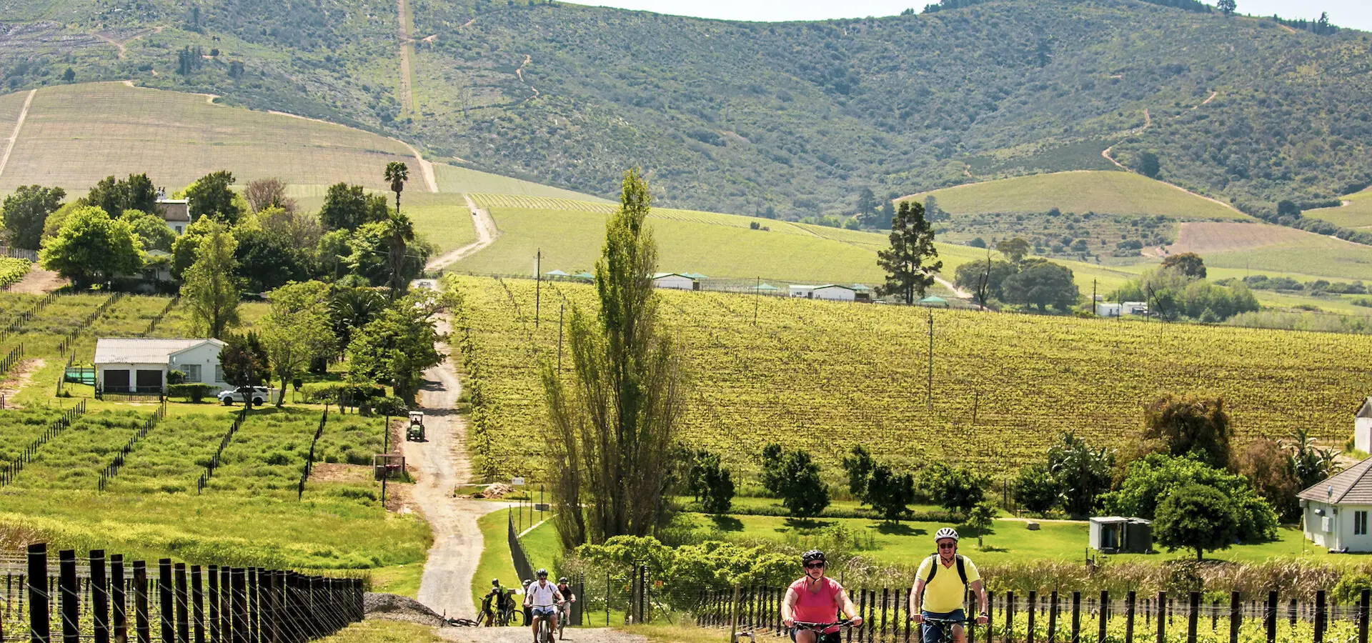 Bikes n wines stellenbosch vineyard bicycle tours 3