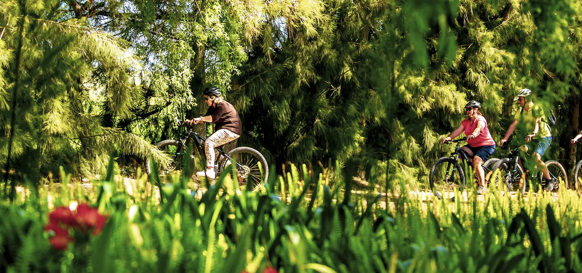 Bikes n wines stellenbosch vineyard bicycle tours 1