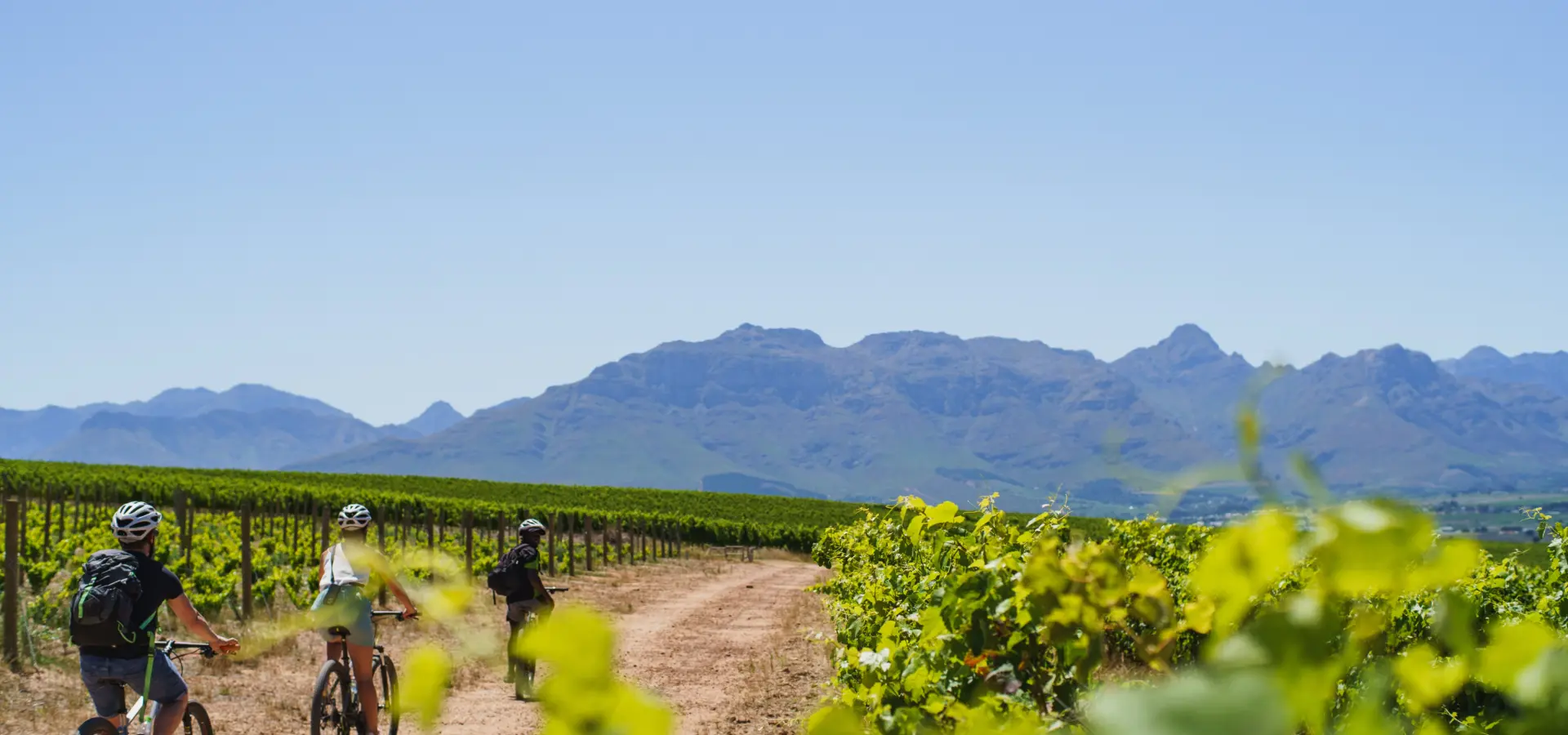 Bikes n wines half day stellenbosch tour 3