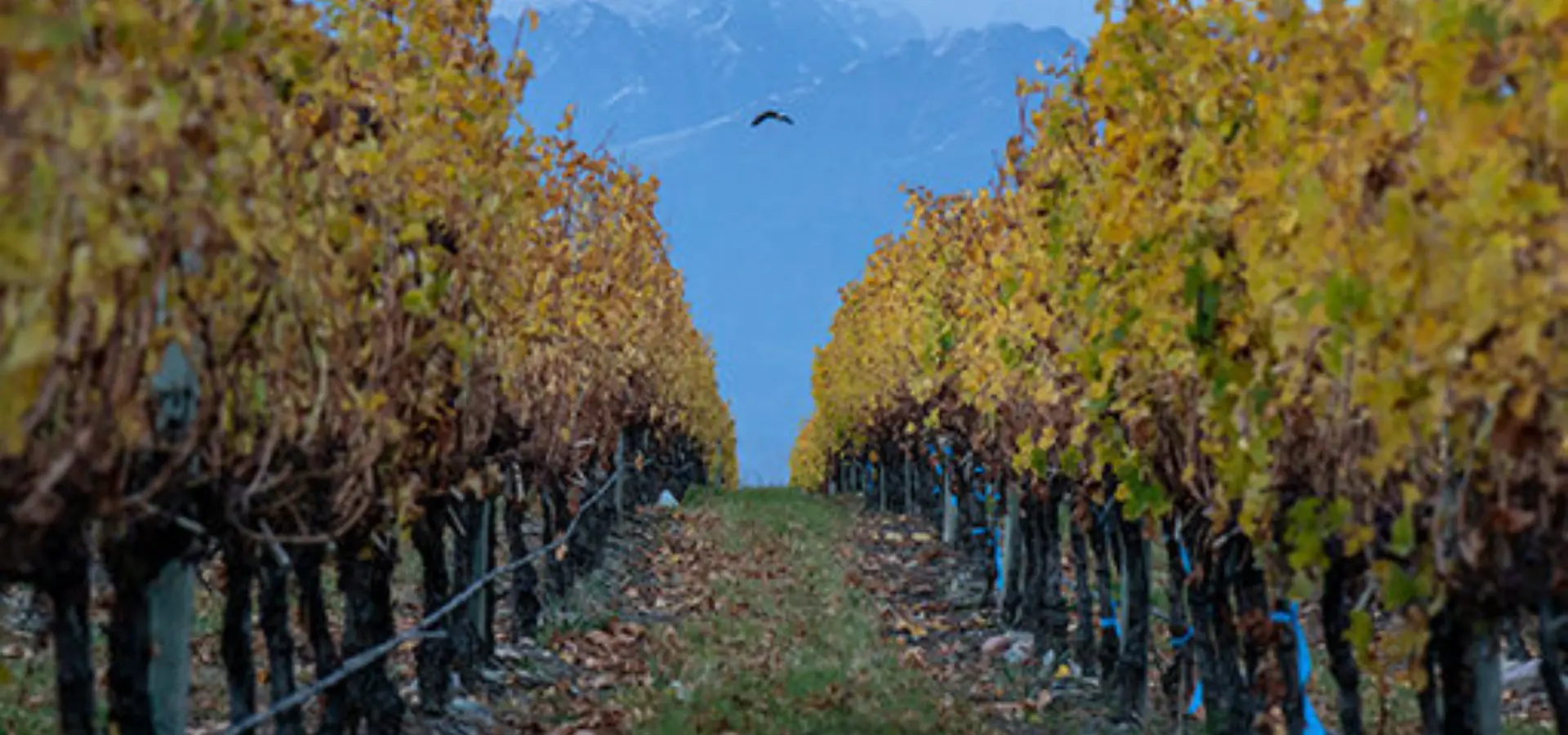 1741778474458 Bodega Salentin