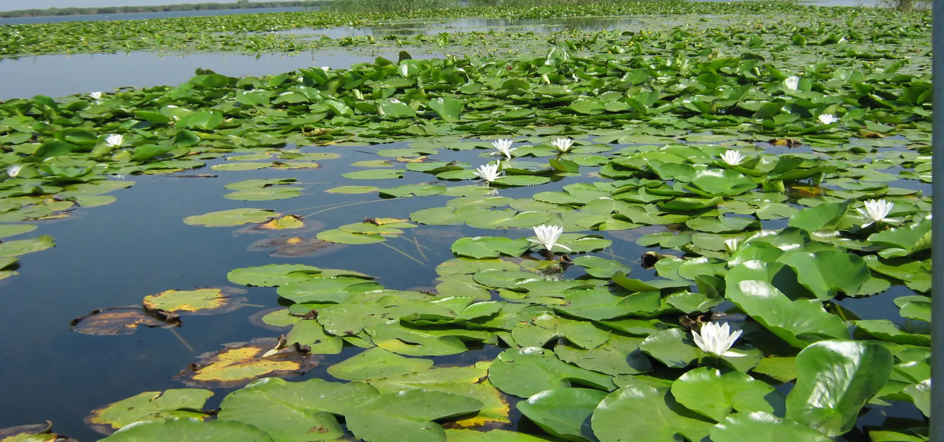 Seerose in the danube delta