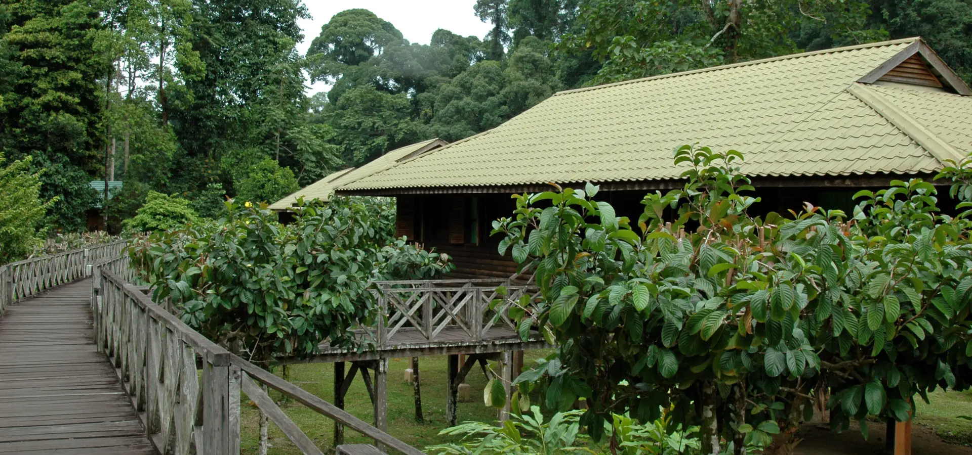 Danum valley 003a