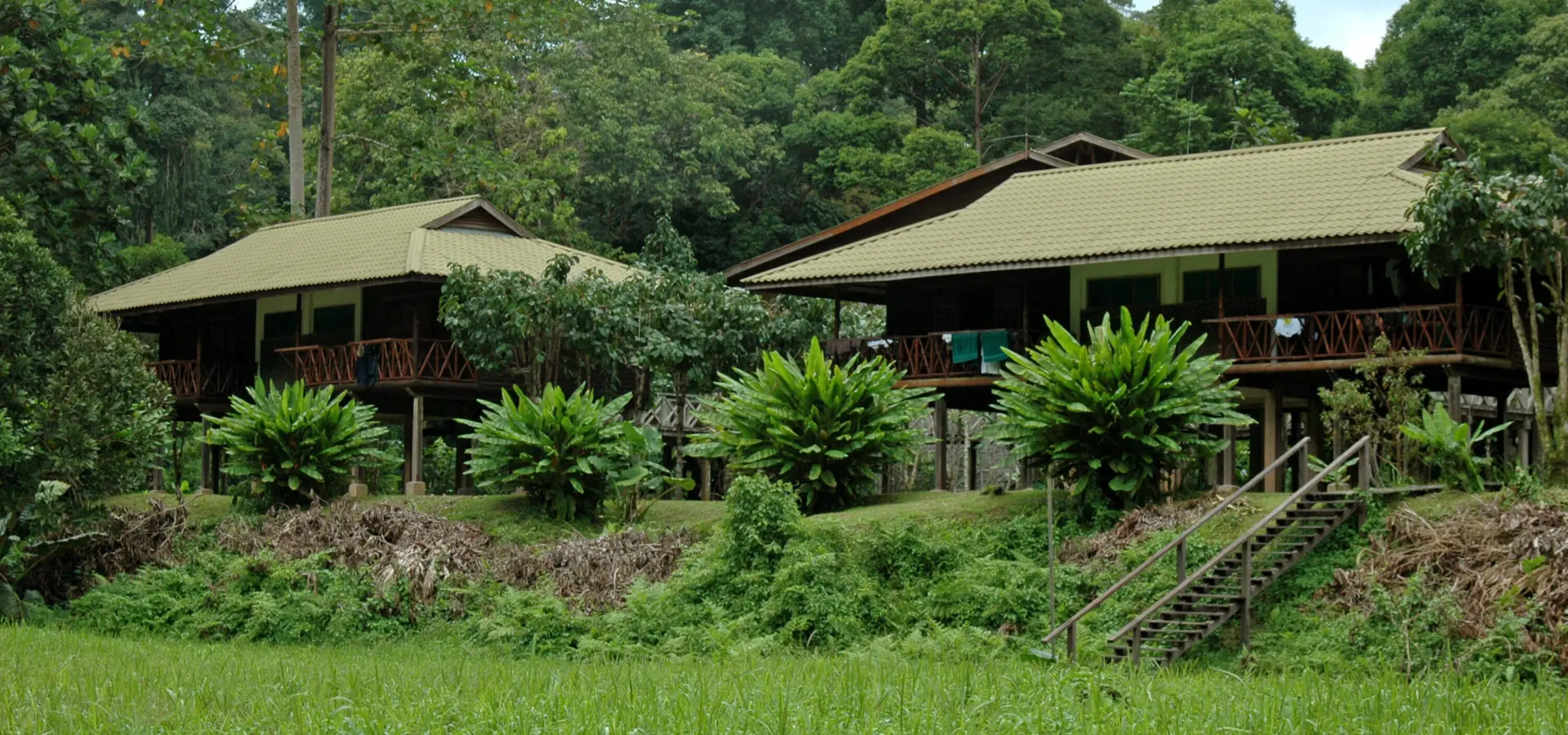 Danum valley 004