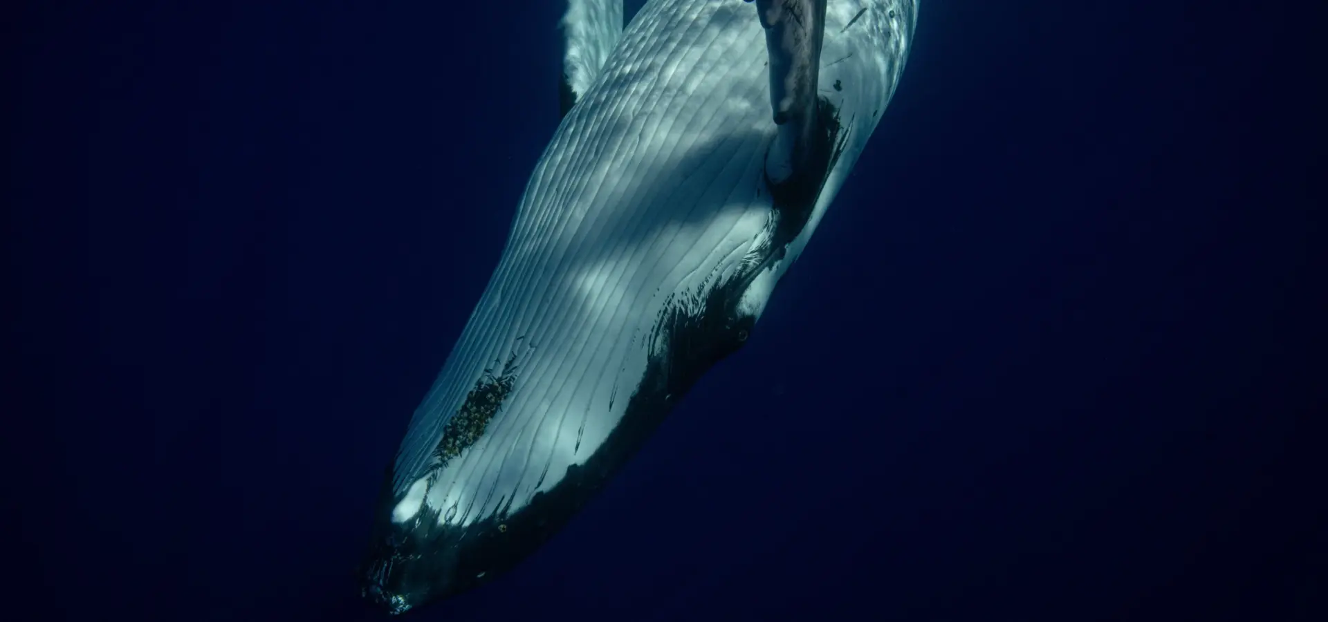 1759844050562close up hump min