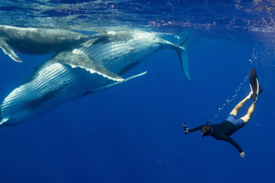 1759844029302personlpersonalgunderwatercook islands 2023dsc00477 min