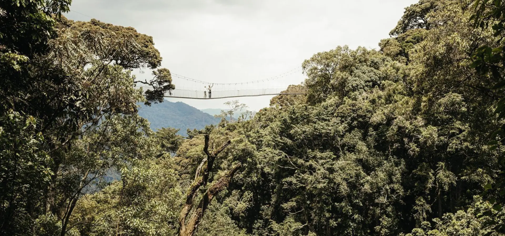 Visit rwanda nh oo lifestyle canopy walk 0019 master 1 1920x1280