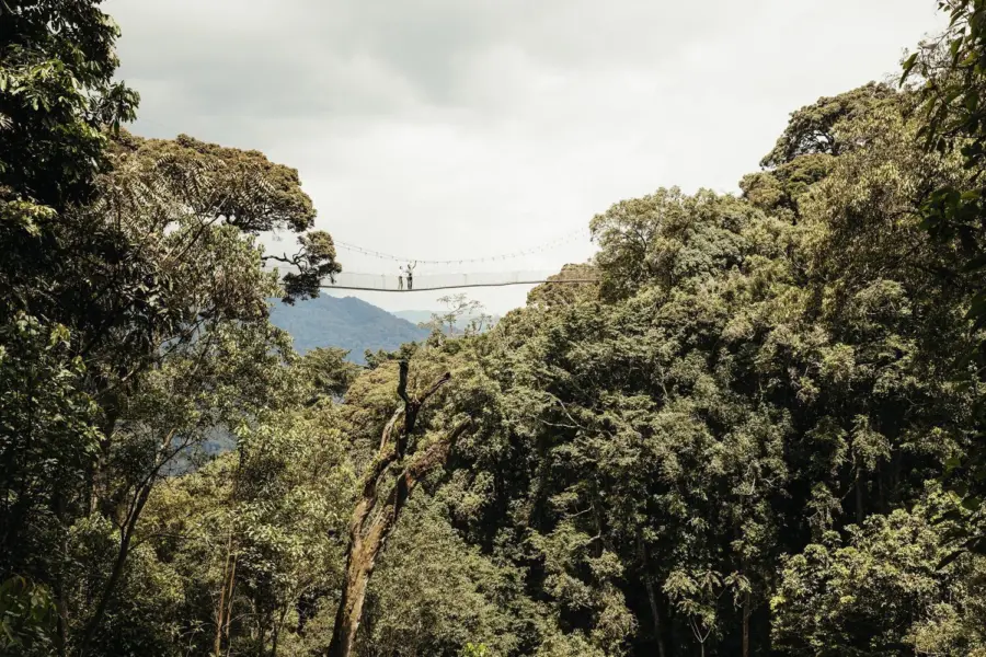 Visit rwanda nh oo lifestyle canopy walk 0019 master 1 1920x1280