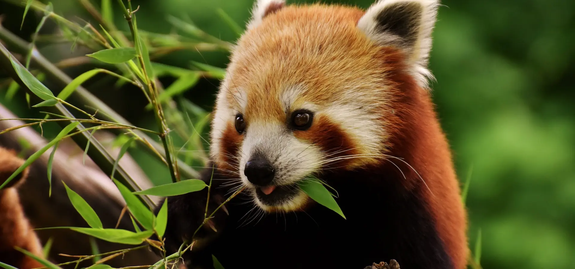 1777547535625alexasfotos little panda 3503779