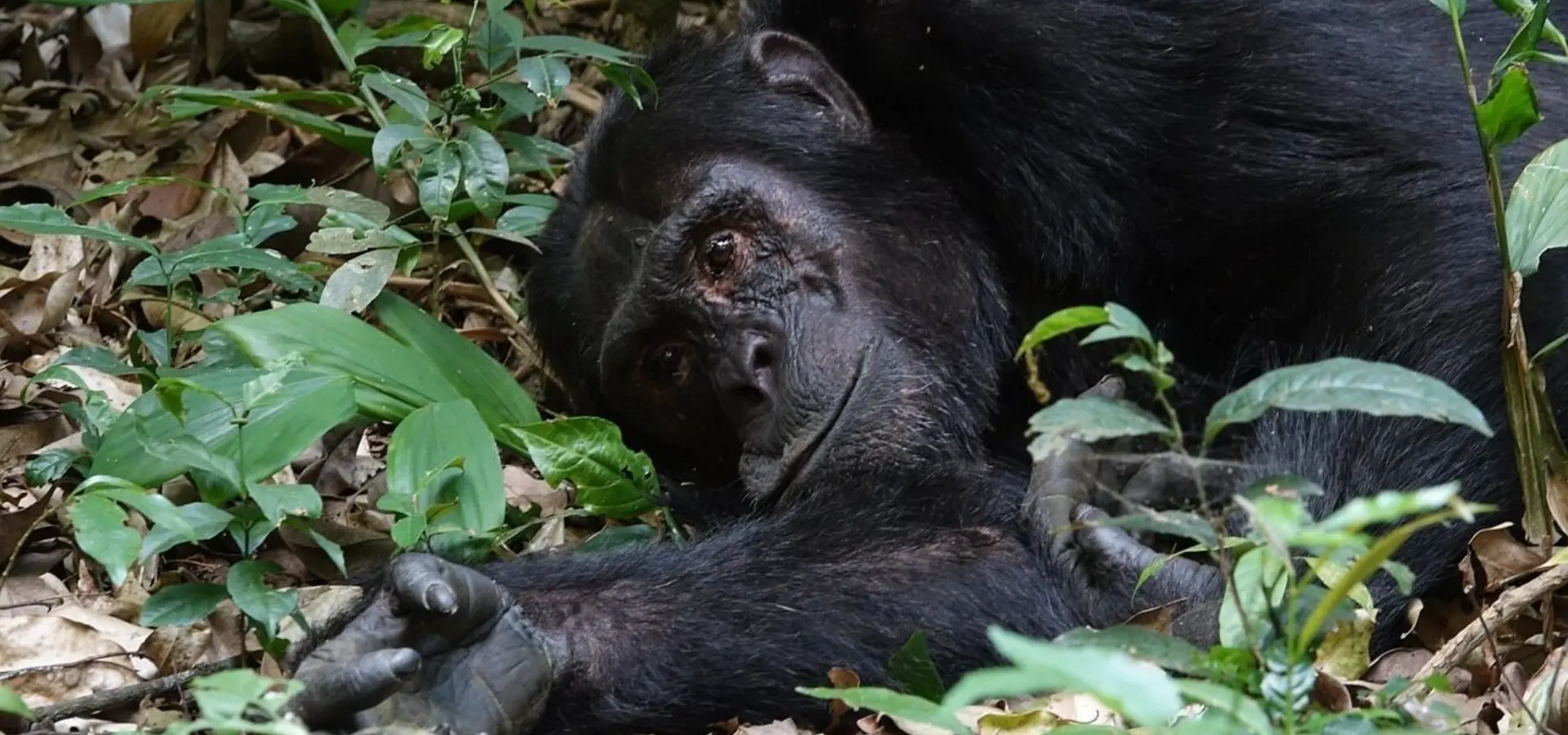 1764852137812mammal 31476321280