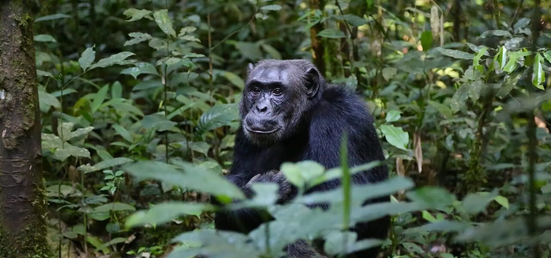 1764852137813chimpanzee 8987561280