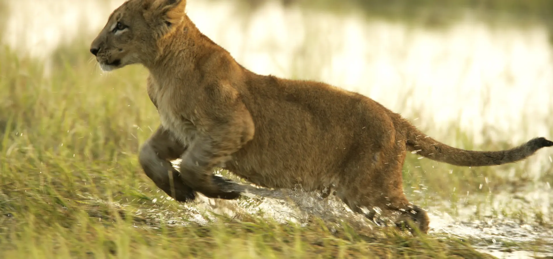 Copyright beverly joubert duba wildlife botswana 3998