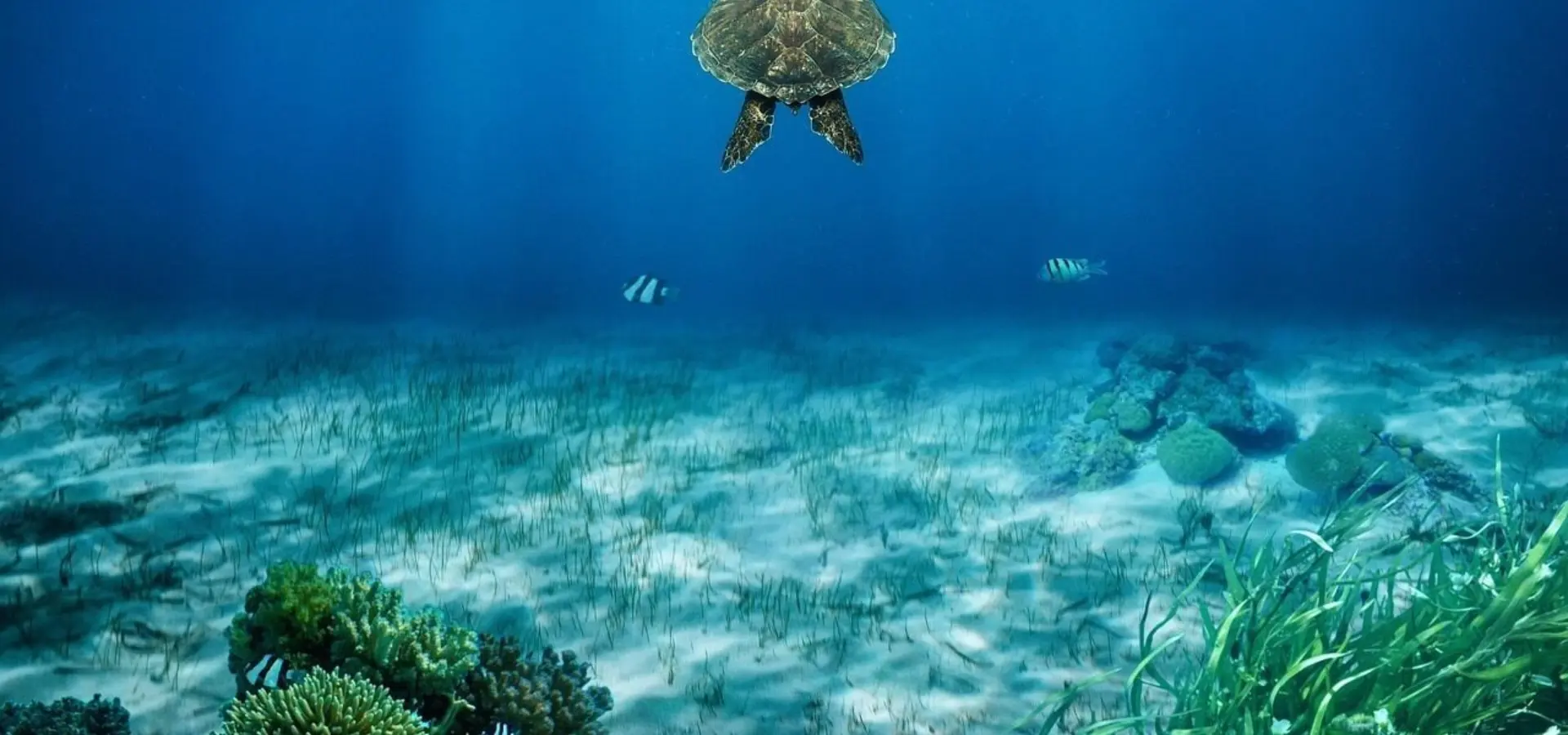 1747204194755 sea turtle 8890529 1280