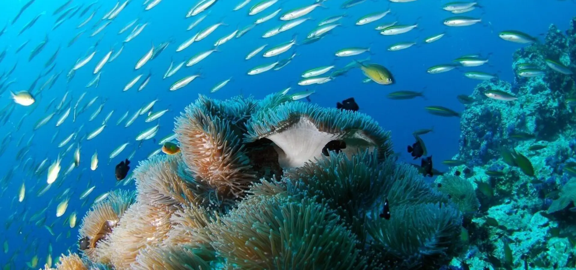 1747204194755 diving 689825 1280