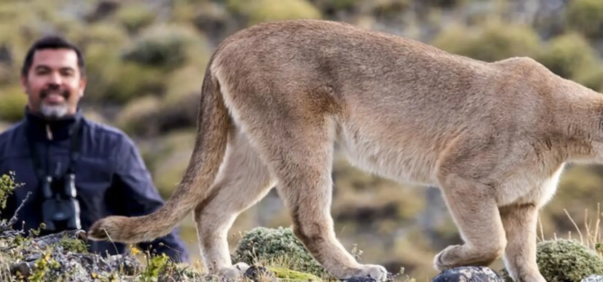 Ecocamp puma tracking program