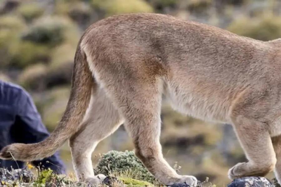 Ecocamp puma tracking program