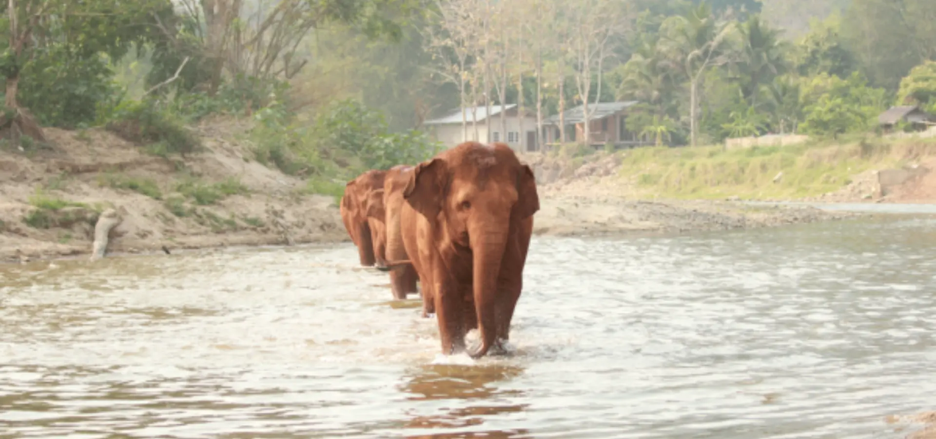 1757518231869elephant nature park 2