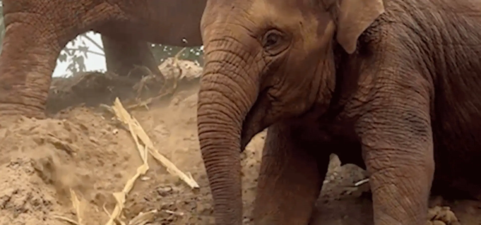 1757518231870elephant nature park 3