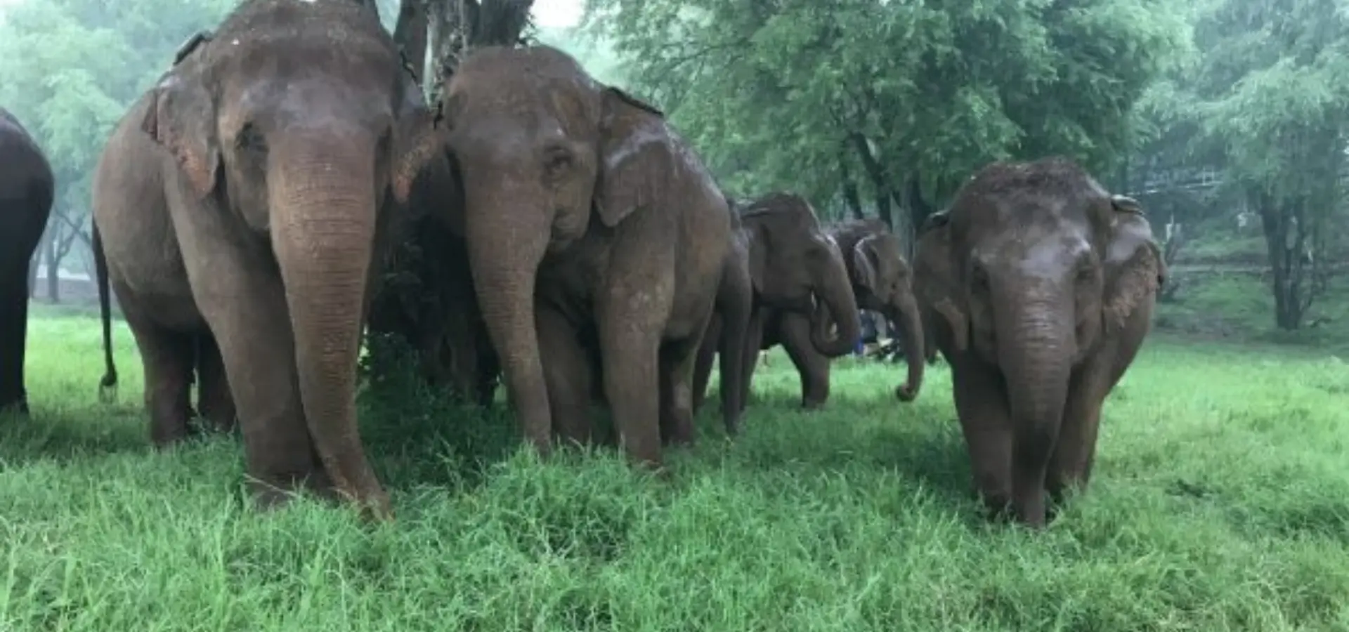 1757518231870elephant nature park