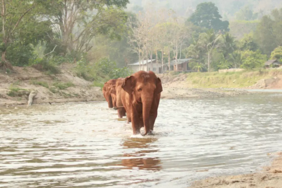 1757518231869elephant nature park 2
